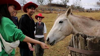 2歲童餵馬拍照遭咬傷耳　農場二審判賠71萬