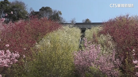 【台語新聞】把握最後賞花期! 清境彩色櫻花林宛如畫布