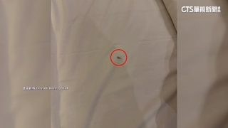 住宿吃灰塵？！知名飯店遭控有蟑螂　業者：加強清潔