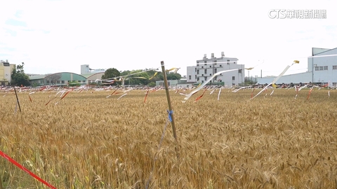 【台語新聞】大雅限定小麥田! 鳥害影響"每年減產近4成