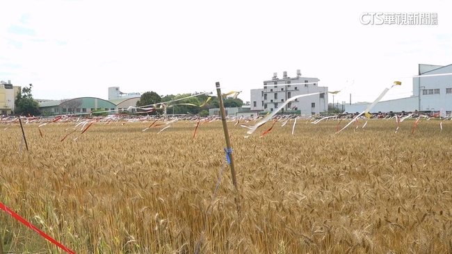 【台語新聞】大雅限定小麥田！　鳥害影響"每年減產近4成