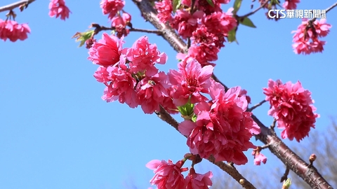 【台語新聞】逾百棵櫻花盛開　把握時機賞「粉白花海」
