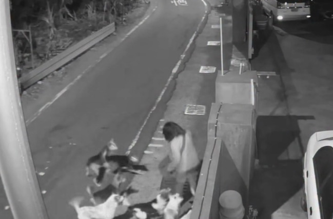 彰化路邊「米克斯大軍」狂追釀10人受害！　動防所重罰飼主 | 華視新聞