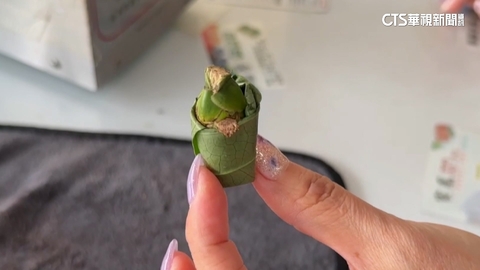 外觀難辨「誤食險喪命」！　倒吊子「向上生長」採收時挑除