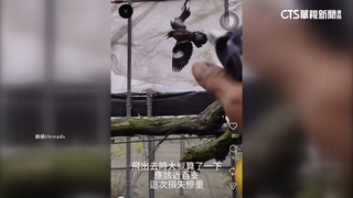 百隻八哥鳥狂吃葡萄遭水槍噴射　果農現身道歉