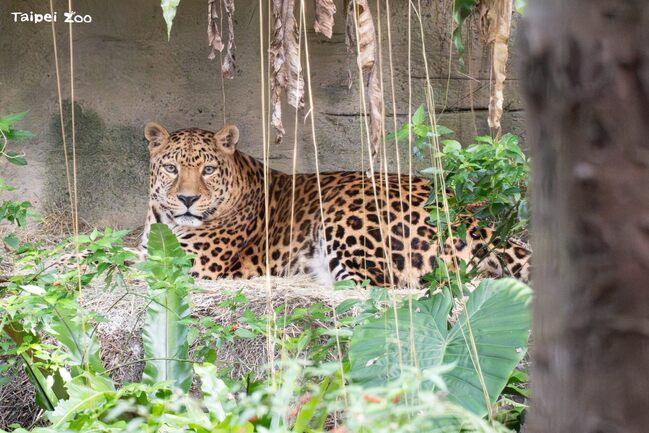 高齡花豹「花郎」謝幕雨林！　北市動物園陪伴走完最後一段路 | 華視新聞