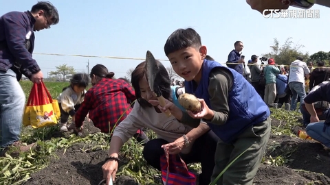 【台語新聞】千人挖馬鈴薯！　大小朋友穿雨鞋拿鏟子闖關