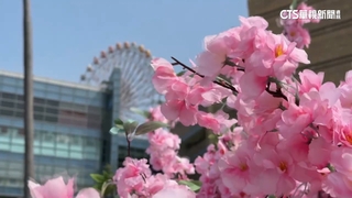 櫻花季音樂節眾星雲集「帶動觀光」　五星酒店住房全滿