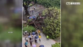 老樹壓死生！　校長等5人不起訴　家屬不服聲請再議