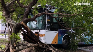 客運疑機械故障　撞內湖三總前路樹10傷送醫