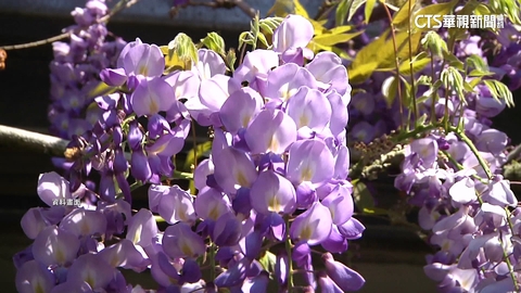 瑞里紫藤花季浪漫登場　遊嘉義白天賞花.晚上賞燈