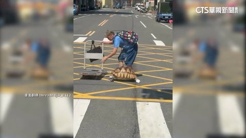 擁逾三千粉絲！　象龜穿襪子過馬路影片掀網友討論