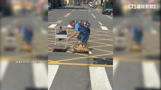 擁逾三千粉絲！　象龜穿襪子過馬路影片掀網友討論