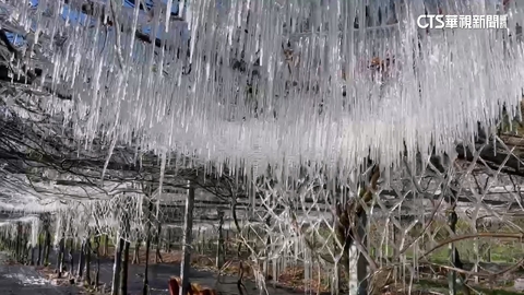 急凍！　武陵農場-0.6度　藤花園結冰花柱成水晶宮