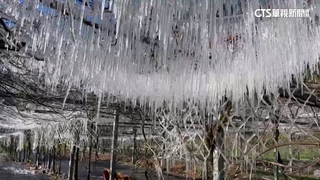 急凍！　武陵農場-0.6度　藤花園結冰花柱成水晶宮