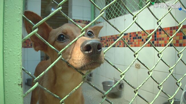 雲林驚傳「偷狗宰殺案」　2名70歲男坦承犯行移送法辦 | 華視新聞