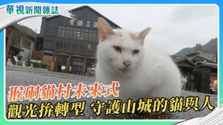 猴硐貓村沒有貓了？貓村未來式 觀光拚轉型｜華視新聞雜誌