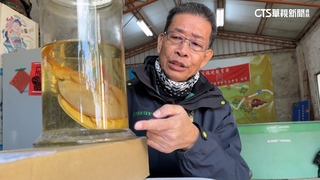 等「鱟」　20多年　蘇銀添保護棲地　復育活化石有成