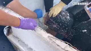 「最大海龜」遭漁網纏繞.嘴滲血　急救援幸無大礙