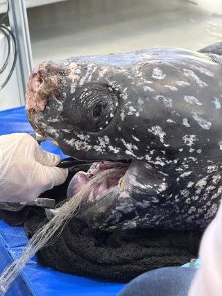 腸胃卡「160公分網具」！　遭漁民誤捕保育類「革龜」手術後死亡