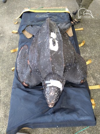 保育類「革龜」手術後死亡　解剖驚見消化道卡「9公尺流刺網」