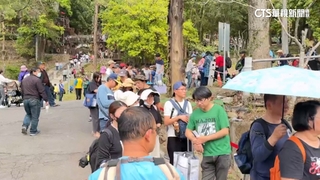 免費賞螢火蟲！「東勢林場」車潮塞爆　緊急公告客滿