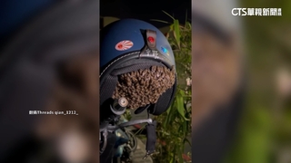 驚魂！　戴安全帽「指尖劇痛」　翻開驚見1500隻蜜蜂築巢