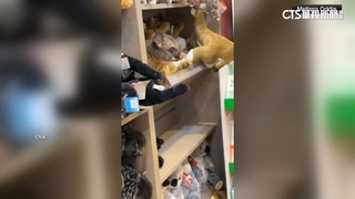 負鼠現身澳洲機場禮品店　民眾拍下可愛畫面