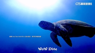 憂誤食喪命！　小琉球海龜吞塑膠袋　專家：誤以為水母