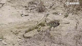 住宅區驚見綠鬣蜥挖洞孵蛋　大量繁殖恐毀生態