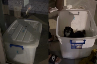 連鎖寵物店爆虐狗！打烊後「把幼犬關在收納箱」引眾怒　業者道歉了