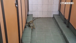 奇景！釣竿釣「綠鬣蜥」　大白天闖活動中心找喝水