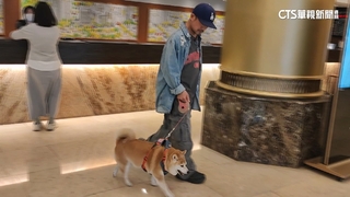 台中榮登「毛孩之都」　中部寵物友善飯店僅3間揭因