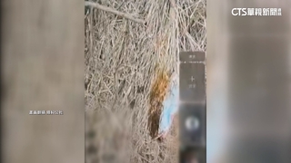 自稱「搜救隊」闖公墓縱火　男全程直播將受罰