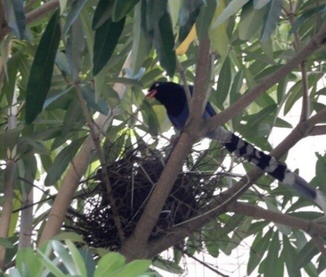 小心被「巴頭」！台灣藍鵲繁殖季　動保處：路過鳥巢建議繞道而行 | 華視新聞