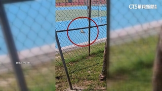 保全好忙！不只獼猴　綠鬣蜥現蹤中山大學忙驅趕