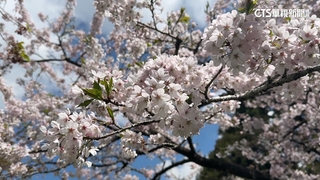櫻王花季倒數！　阿里山吉野櫻炸裂美翻　花期剩5天