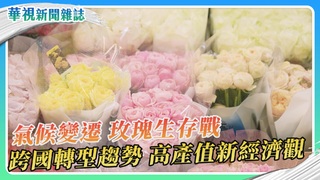 氣候變遷 玫瑰生存保衛戰！食用玫瑰 台灣新藍海｜華視新聞雜誌