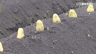 花蓮「土芭樂」風景？　別再認錯！　其實種的是「佛手瓜」