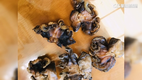 誤會！　民眾控疑誤食藍環章魚　農漁局：研判應是飯蛸