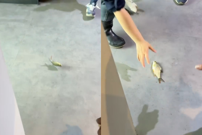 遊客目睹魚隻「跳缸」墜地！網批魚缸設計不良　台中海洋館：受驚嚇才跳出 | 華視新聞