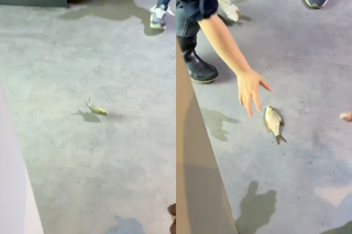 遊客目睹魚隻「跳缸」墜地！網批魚缸設計不良　台中海洋館：受驚嚇才跳出