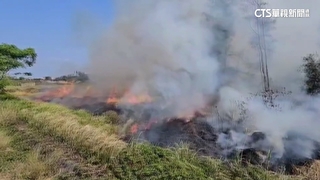 東石公墓火災　2幼犬哼叫求教　消防隊員急灌水搶救