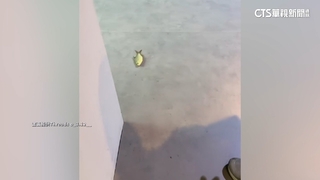 台中海洋館「魚跳缸墜地」遊客驚　館方：偶發事件