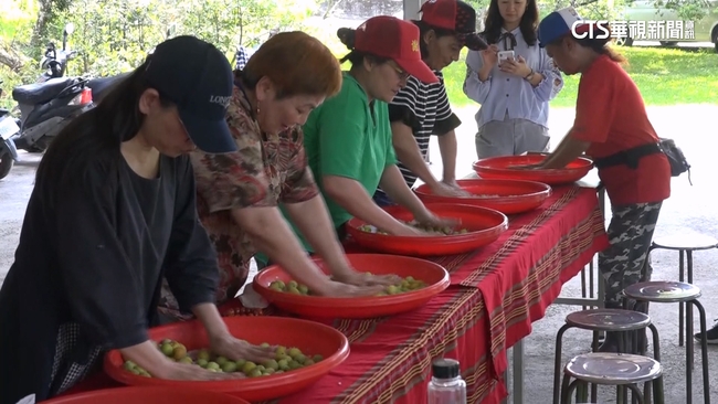 【台語新聞】南投仁愛鄉製梅季登場　打青梅聲此起彼落