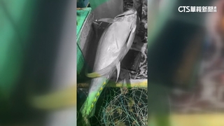 捕獲「第一鮪」不被承認？　漁民怒　東港漁會：不符規定