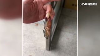 婦被「紅蟳夾手」求助119　消防員獲報：第一次遇到