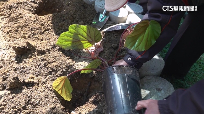 【台語新聞】成功復育九九峰秋海棠　「社區紅寶石」曝光