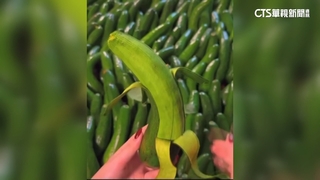 酪梨像香蕉可剝皮？網傳新品種　農試所澄清「是詐騙」