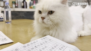 4800元送洗愛貓受傷！　店稱個資拒曝影像　雙方喊告